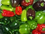 Green and Red Pepper